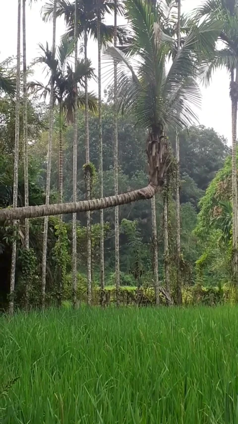 Coconuts grow sleeping on the edge of the rice fields 库存影片 230005422