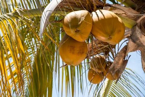 Coconuts growing on a coconut tree (Cocos nucifera),Huatulco, Oaxaca, Mexico Foto stock