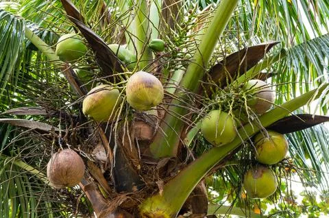 Coconuts growing high on a palm tree in the tropics Stock Photos