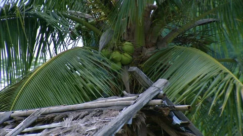 Coconuts growing on palm tree in tropical forest Stockbeeldmateriaal 89067445