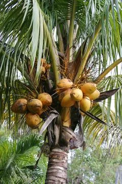 Coconuts Growing Stock Photos