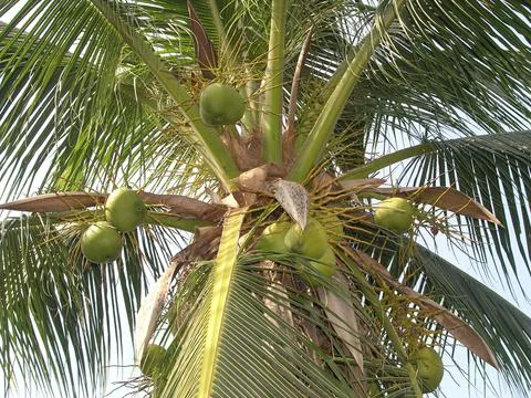 Coconuts growing wild on a tree in Koh Samui, Thailand Stock Photos