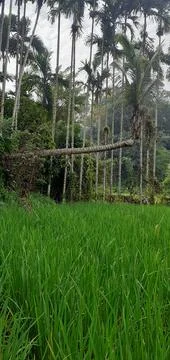 Coconuts grows sleeping on the edge of the rice fields Stock Photos