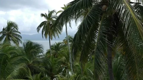 Coconuts hanging on huge palm tree. Palm trees close-up drone shot. Stock Footage 228628804