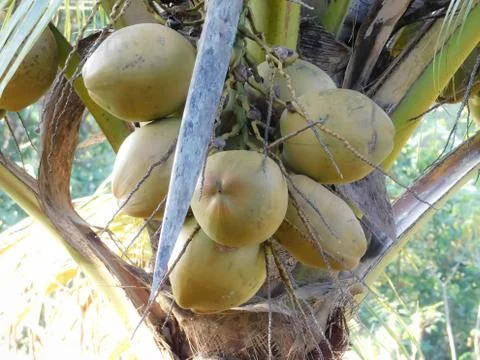 Coconuts hanging in its tree Stock Photos