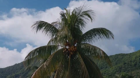 Coconuts hanging on a palm tree in La Gaulette, Mauritius Stockbeeldmateriaal 342239010