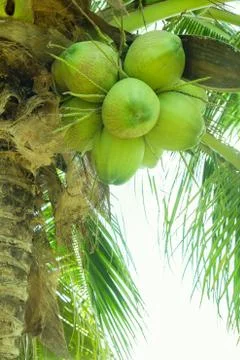 Coconuts hanging on palm tree Stock Photos