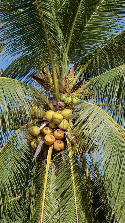 Coconuts Hanging from a Tropical Palm Stock Footage 324592677