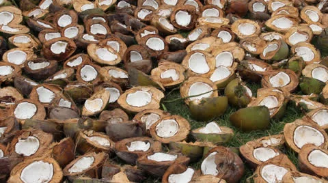 Coconuts Husk Split Open Sun Dry Meat Stock Footage 26549373