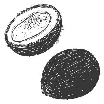 Coconuts illustrations isolated on white background. Design elements for logo Stock Illustration