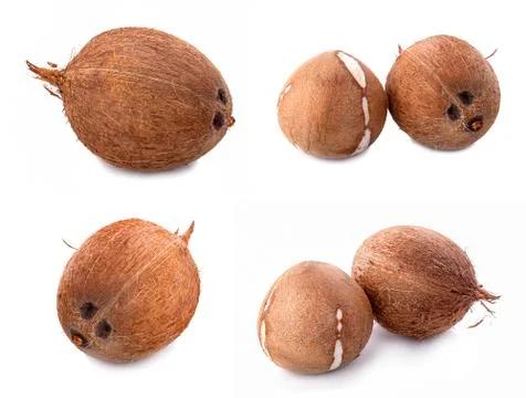 Coconuts isolated on white background with clipping path Stock Photos