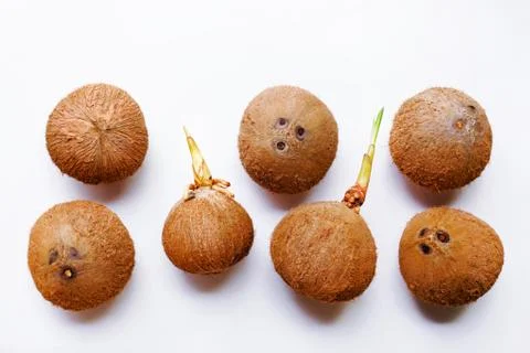 Coconuts isolated on the white background. Foto stock