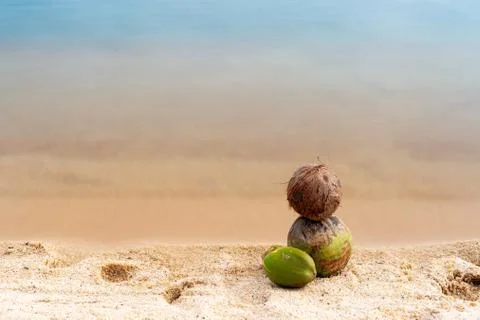 Coconuts lay in a tropical beach Stock Photos
