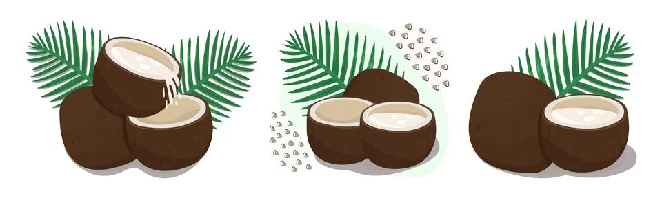 Coconuts with leaves, illustration set Stock Illustration
