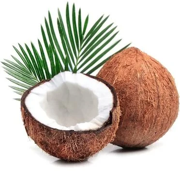 Coconuts with leaves. Foto stock