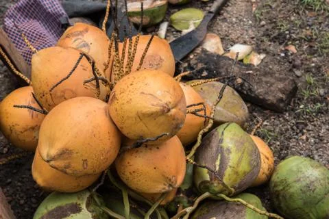 Coconuts Lying on the Ground Stock Photos
