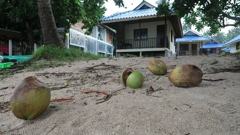 Coconuts outside beach bungalow Stock Footage 80852608