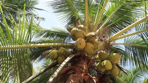 Coconuts on palm Stock Footage 124567839