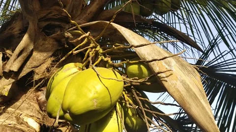 Coconuts on the palm Stock Footage 151591915