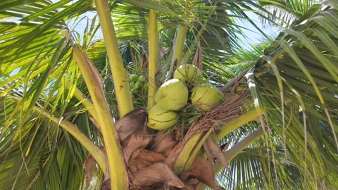 Coconuts On The Palm Stock Footage 320042708