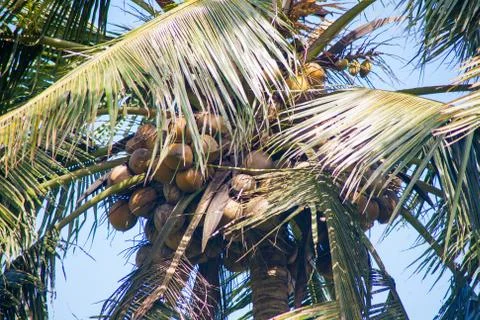 Coconuts on a palm Stock Photos