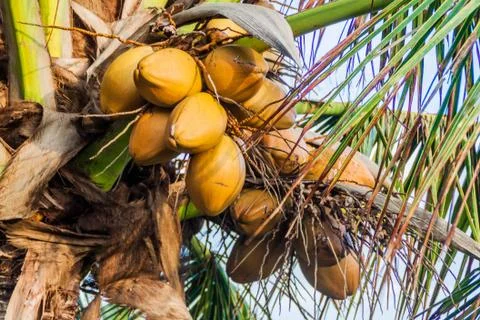 Coconuts on a palm Stock Photos