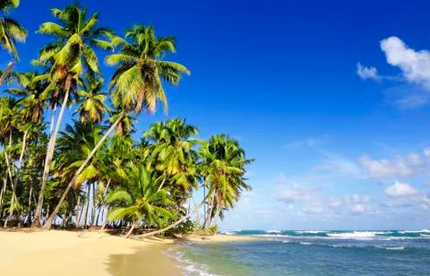 Coconuts palm Foto stock