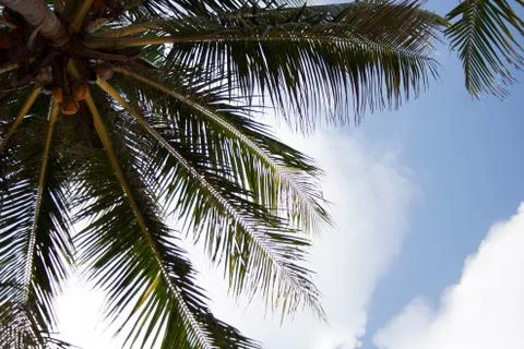 Coconuts on palm tree with blue cloudy sky Stock Photos