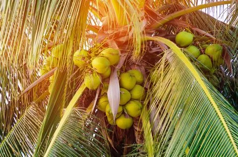 Coconuts on a palm tree, close up. Stock Photos