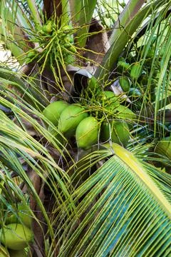 Coconuts on palm tree close up Stock Photos