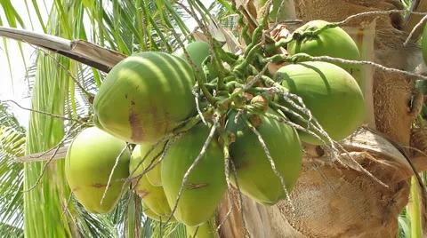 Coconuts on Palm Tree Stock Footage