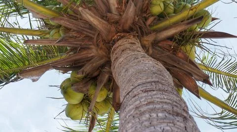 Coconuts palm tree leafs - Beautiful Coconut tree Stock Photos