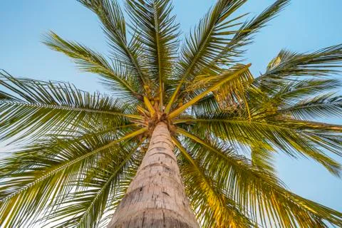 Coconuts palm tree perspective Stock Photos