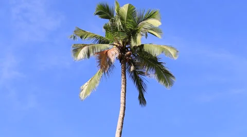 Coconuts palm tree perspective view from floor high up Stock Footage 37641697
