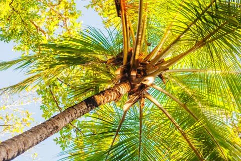 Coconuts palm tree perspective view from floor high up Stock Photos