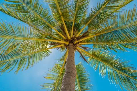 Coconuts palm tree perspective view from floor high up. Summer vacation and Stock Photos