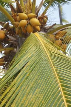 Coconuts in palm tree Stock Photos