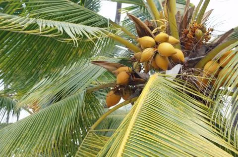 Coconuts in palm tree Stock Photos