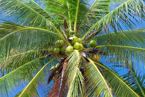 Coconuts on palm tree Stock Photos