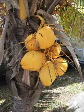 Coconuts on palm tree Stock Photos