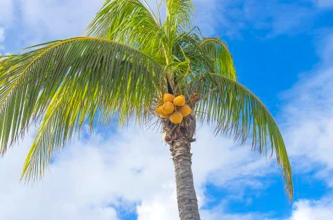 Coconuts on a palm tree Stock Photos