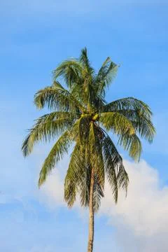 Coconuts on the palm tree Stock Photos