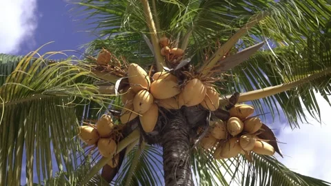 Coconuts on a palm tree swaying in the wind Stock Footage 171635115