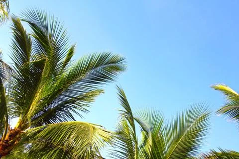 Coconuts palm trees Stock Photos