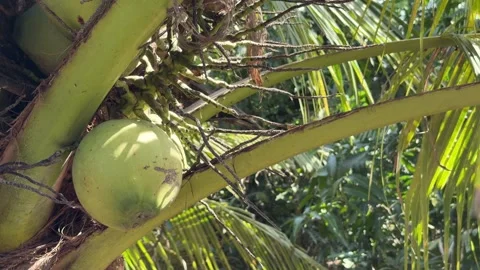 Coconuts partially hidden by palm leaves with dense tropical vegetation filling Stock Footage 327542015