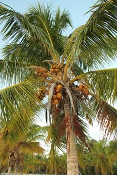 Coconuts Stock Photos