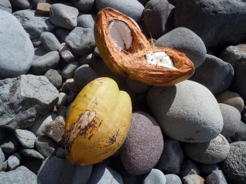 Coconuts Stock Photos