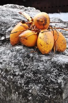 Coconuts Stock Photos