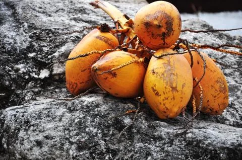 Coconuts Stock Photos