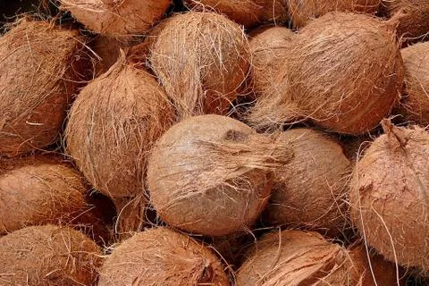 Coconuts Stock Photos